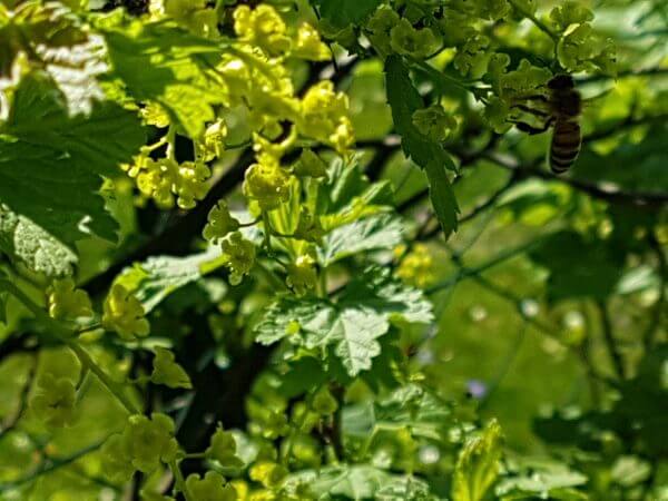 Ribisel werden angeflogen