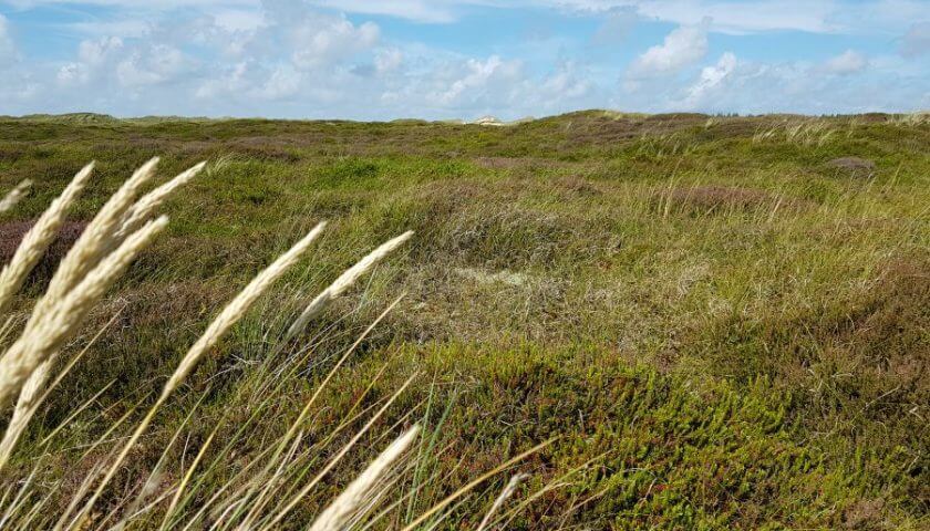 Amrum Insel-Belegstelle