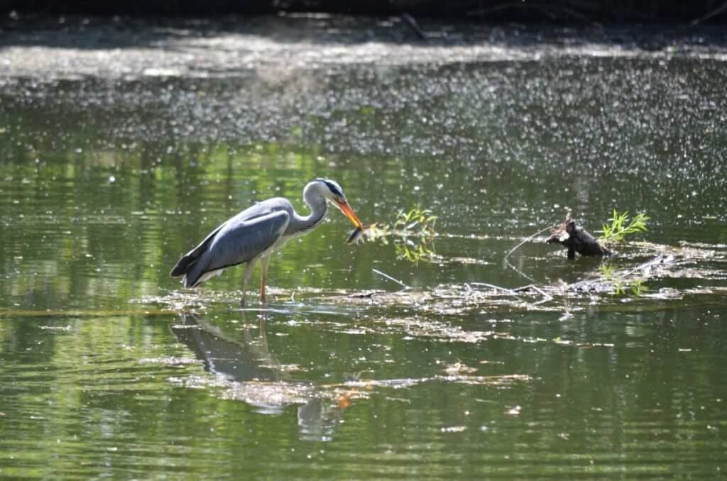 Graureiher mit Fisch im Schnabel, Unteres Heustadlwasser