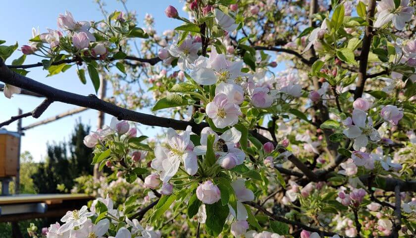 Apfelbaum blüht