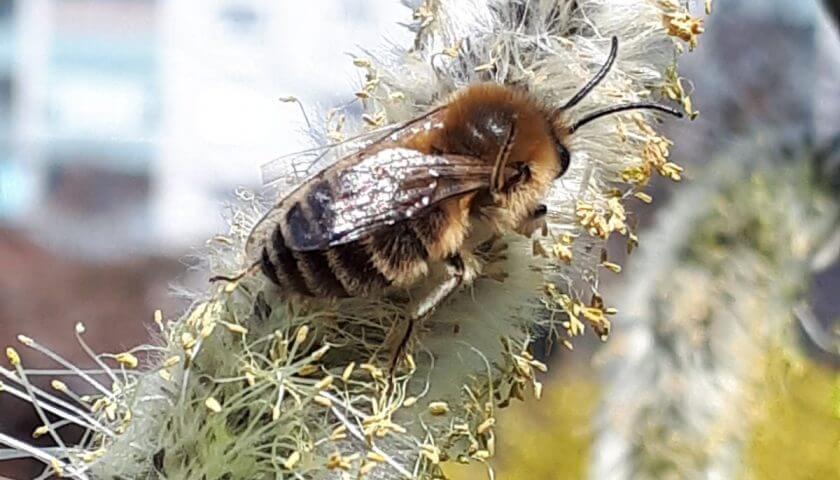 Europa stimmt für Bienenschutz