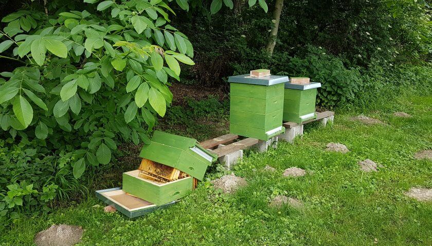 Vandalismus: Bienenvolk umgeworfen