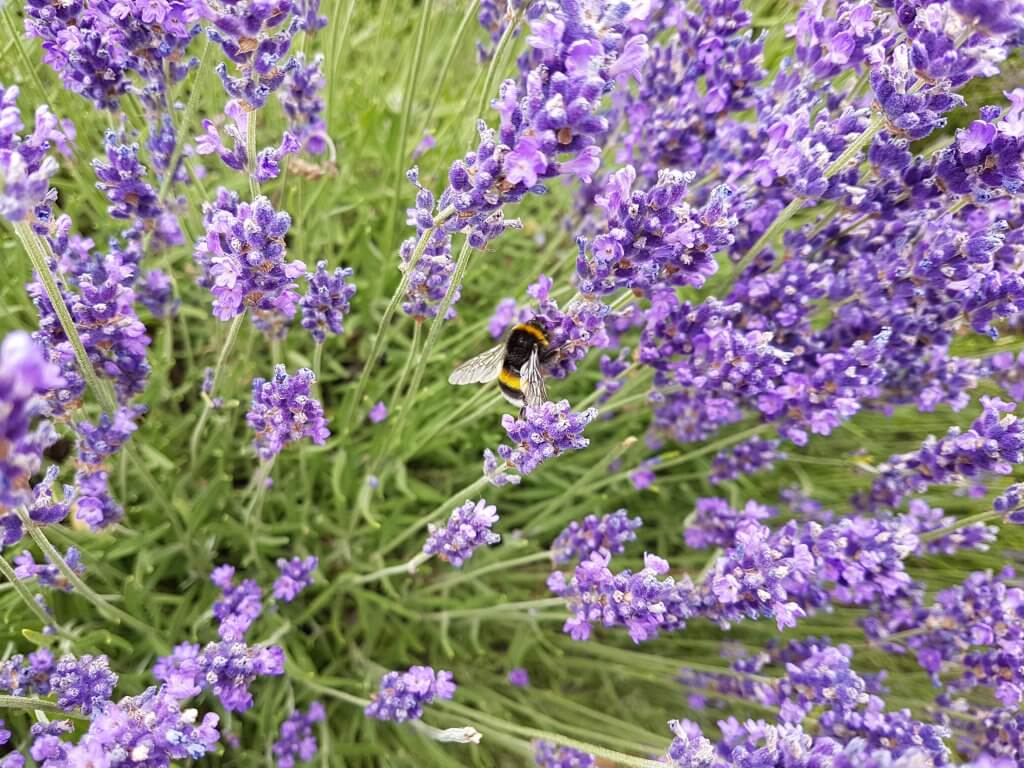 Hummeln lieben Lavendel