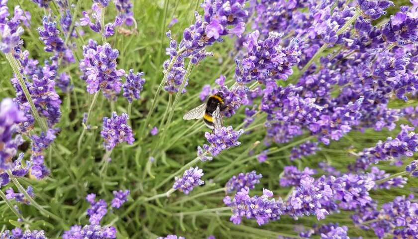 Hummeln lieben Lavendel