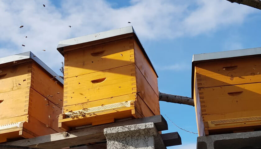 Bienenflug im Februar