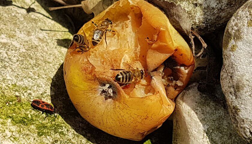 Bienen am faulen Apfel