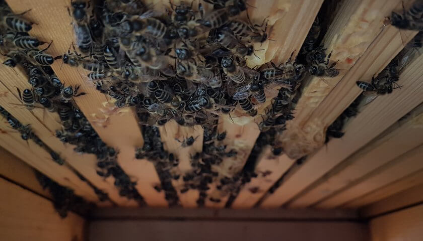 Bienen hängen durch