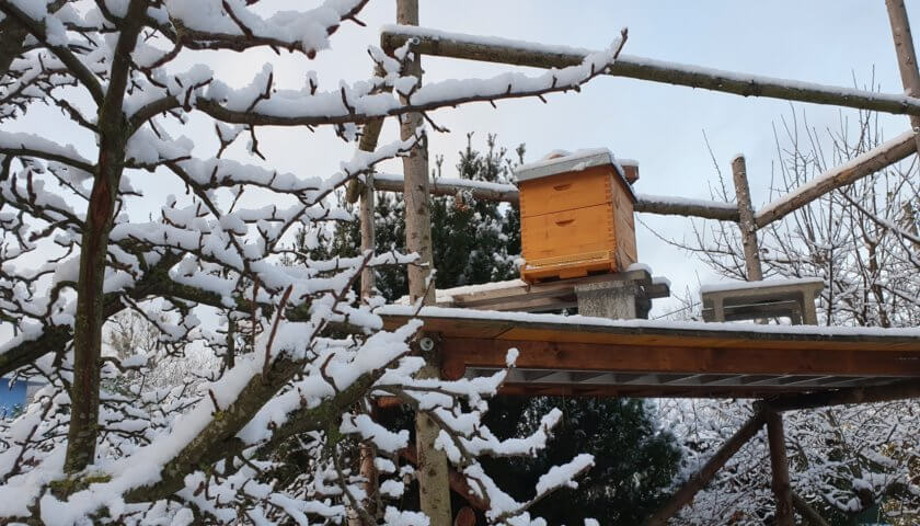 Bienen im Winter