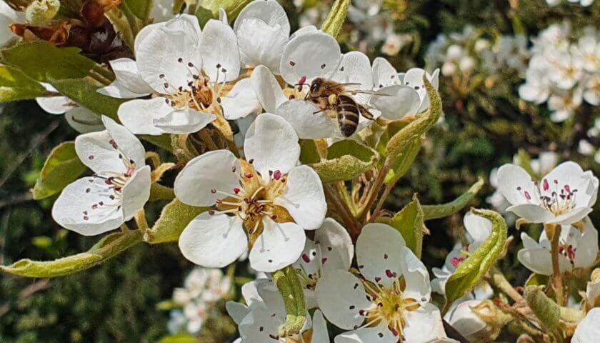 Birnbaumblüte mit Biene