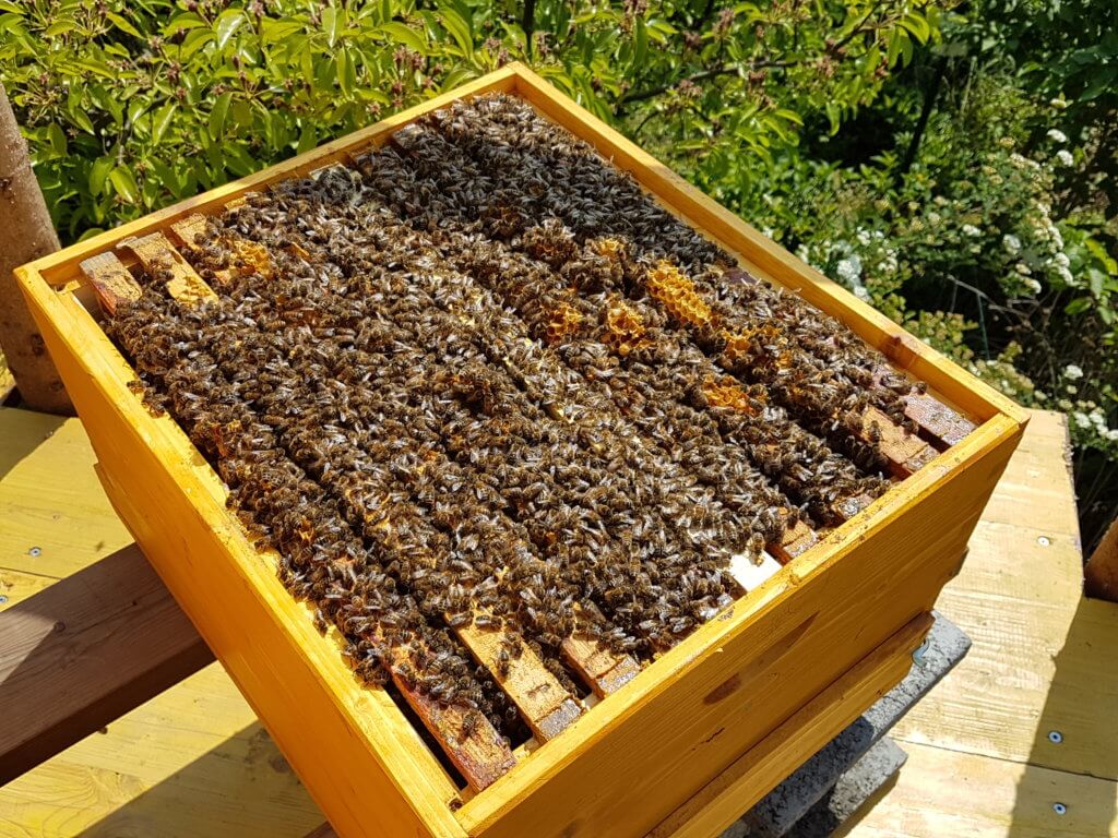 Bienenvolk