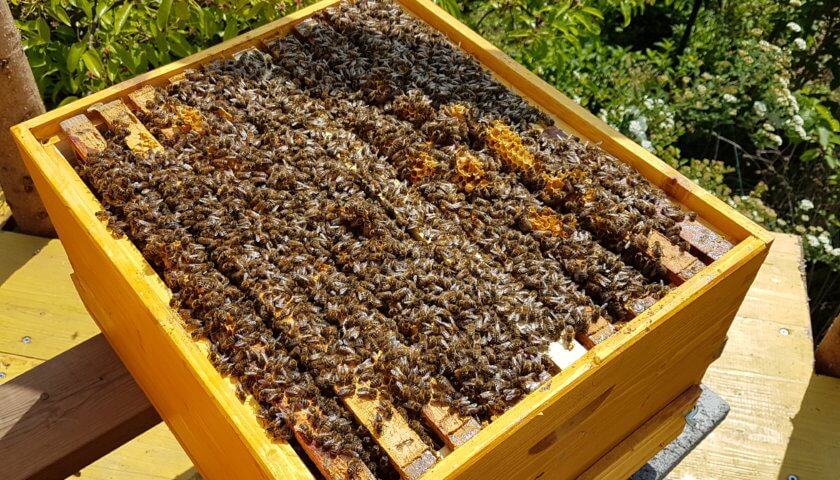 Bienenvolk