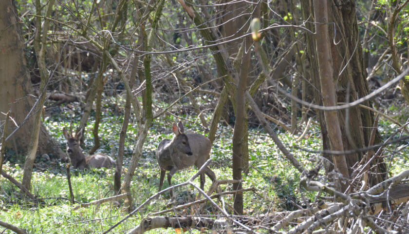 Rehe im Prater