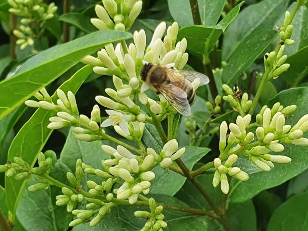 Biene auf Liguster