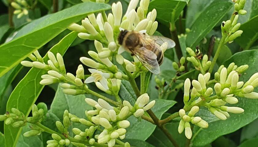 Biene auf Liguster