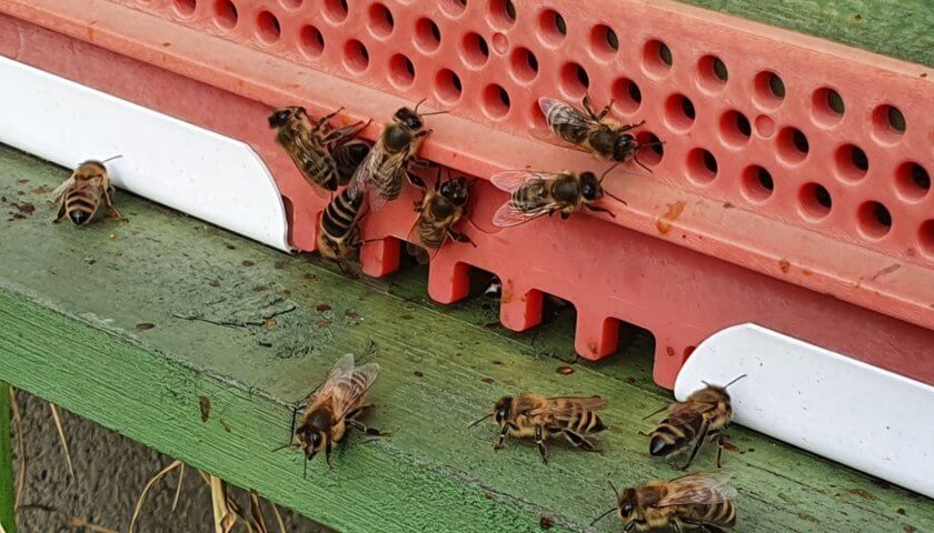 Carnica Bienen