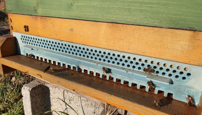 bienenstock im wiener prater