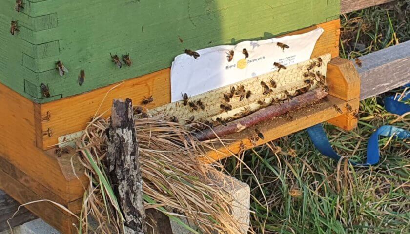 Räuberei am Bienenstand im Februar