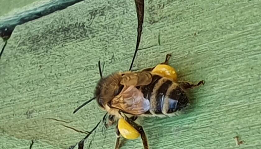 Bienen-Pollen