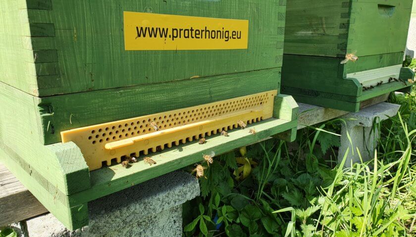 Prater-Bienen