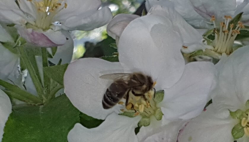 Apfelblüte mit Honigbiene