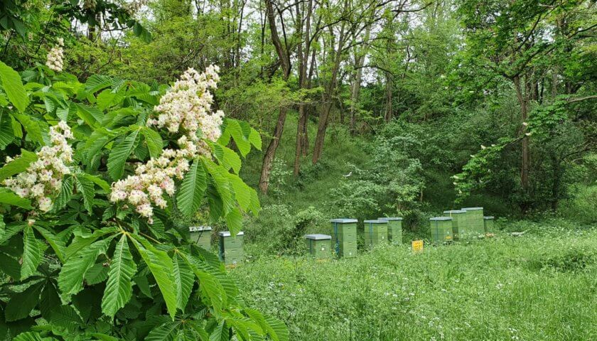 Kastanienblüte