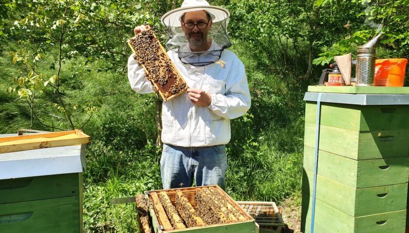 Bienen im Mai