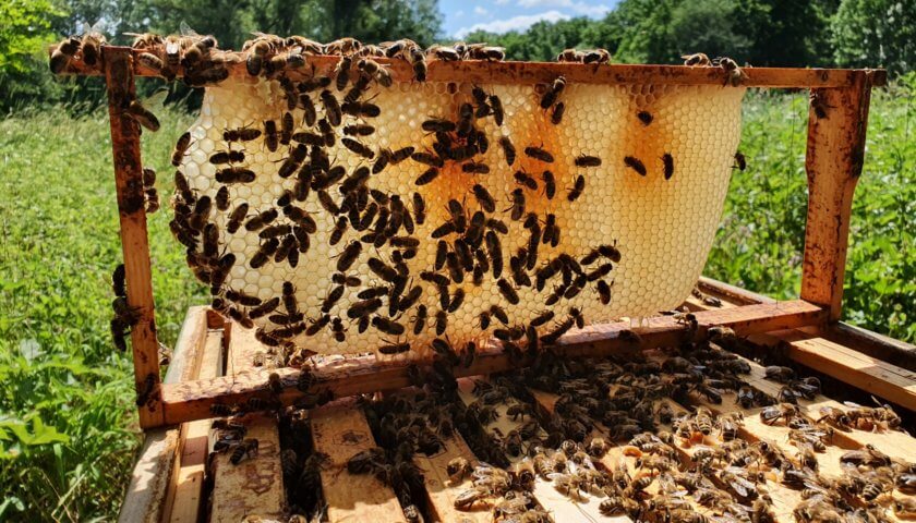 Honigbienen-Naturwabenbau