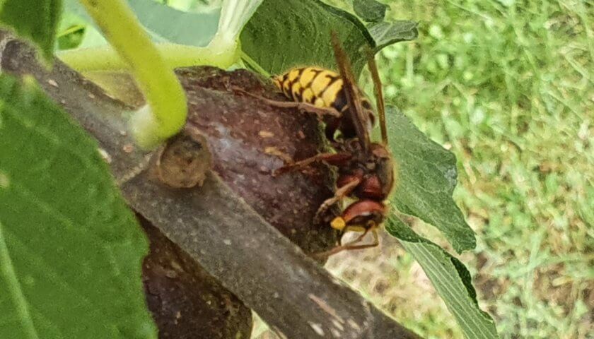 Hornisse und Bienen