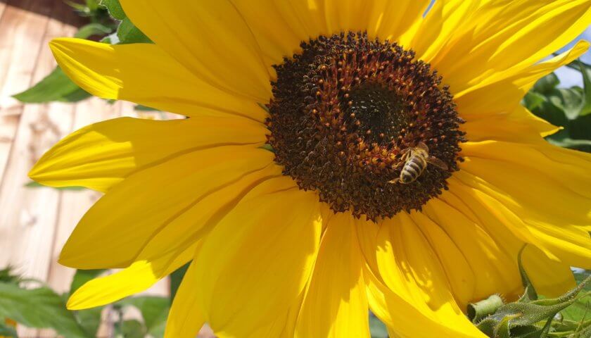 Sonnenblume mit Biene