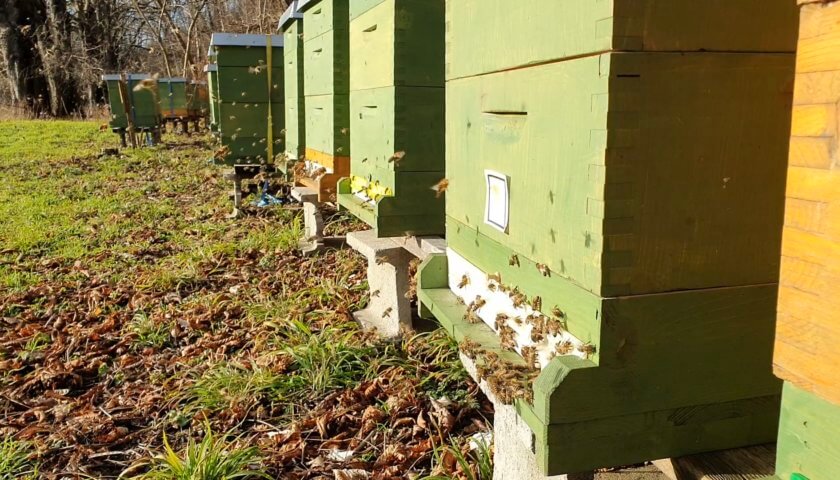 Bienen-Kontrolle