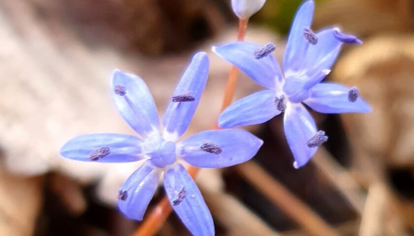 Dunkelblauer Pollen, Zweiblättriger Blaustern