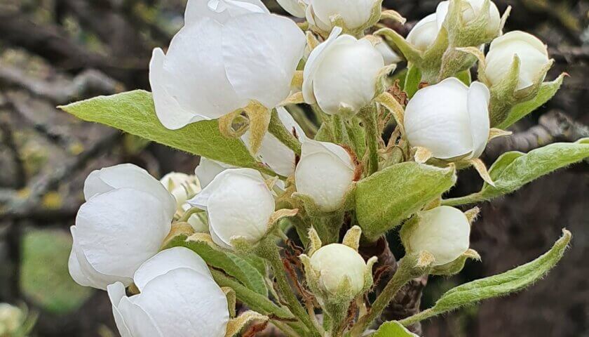 Birnenblüte