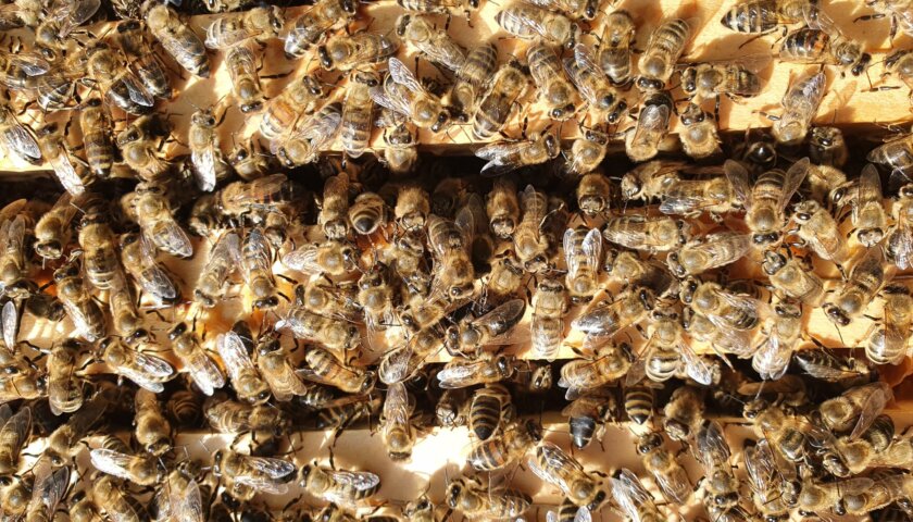Wiener Honigbienen