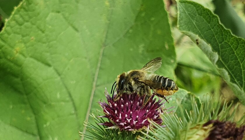 Biene auf Klette