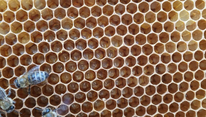 Bienen-Eier,Stifte