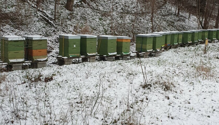 Winter im Prater