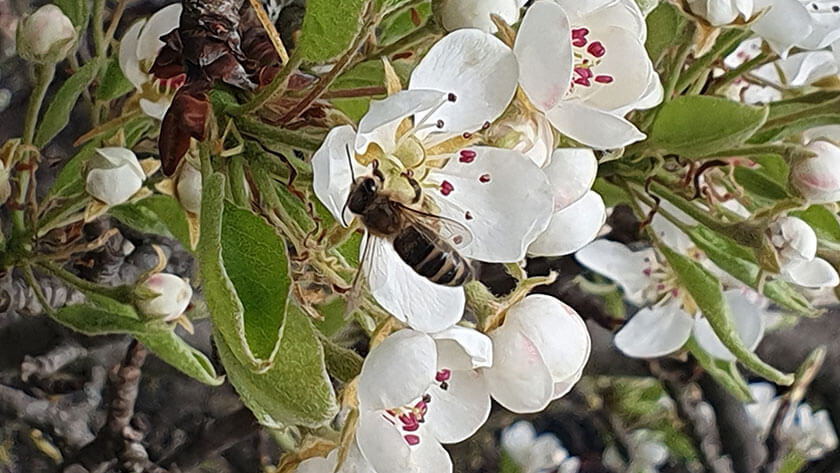 Birne mit Honigbiene