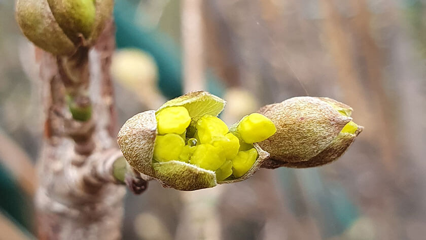 Dirndl, Cornus mas