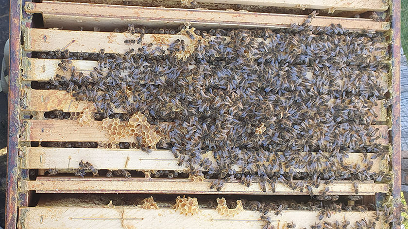 Bienenvolk im Prater