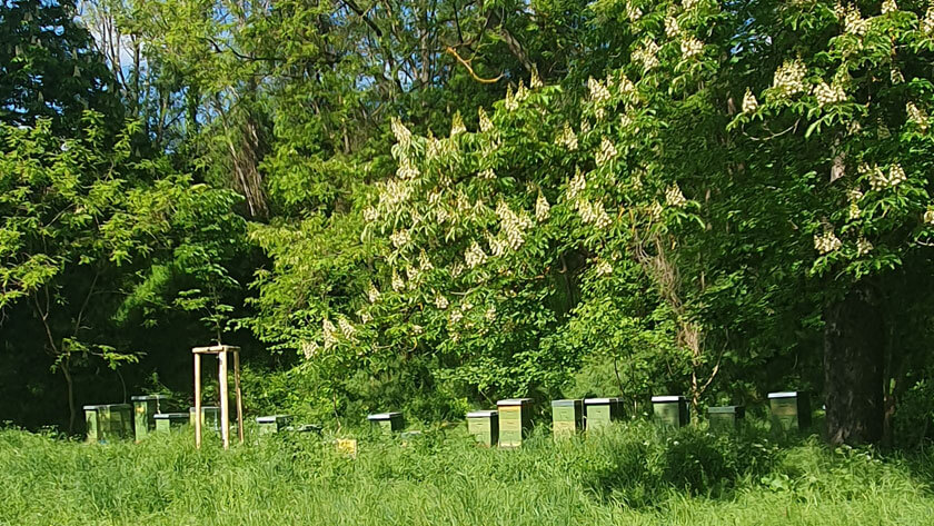 Kastanie im Prater blüht