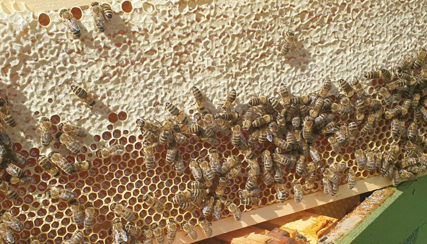 Erster Honig 2024